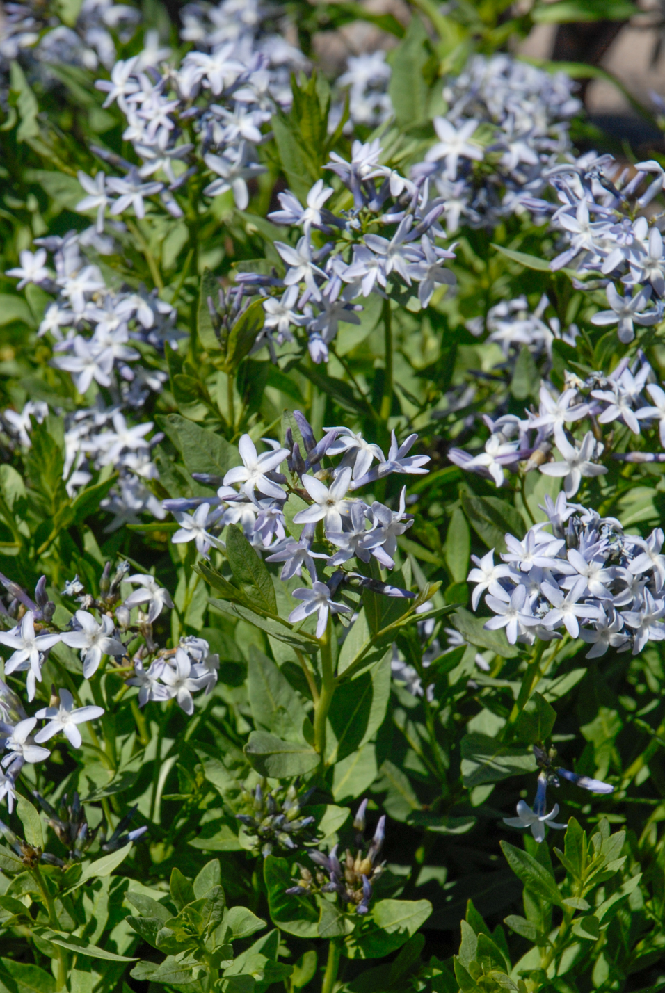 Colorado Desert Blue Star